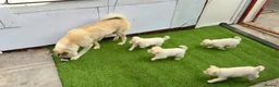 Akita dogs for sale: Akita puppy’s for sale in Birmingham - Advert 35