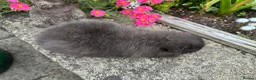 Guinea Pig rodents for sale: Beautiful Swiss sows (female)  - Advert 16