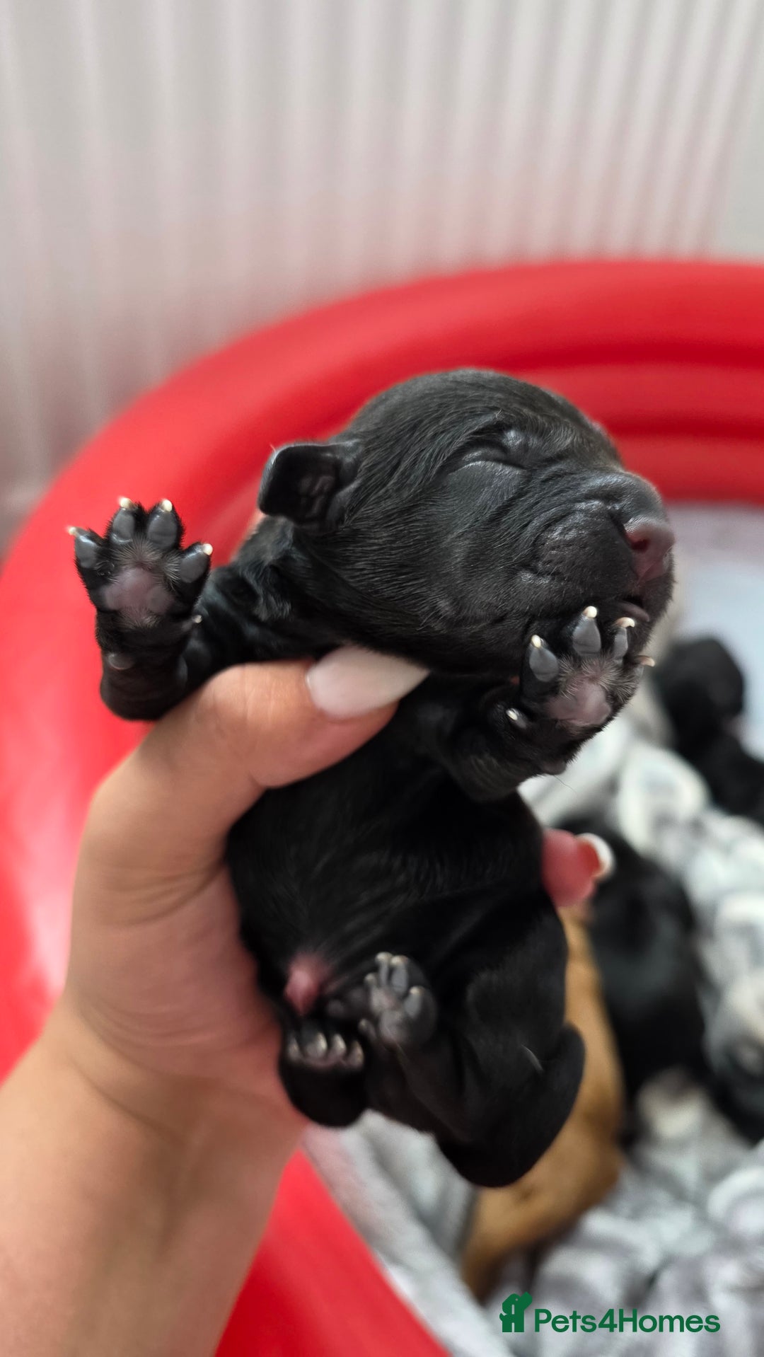 Cocker Spaniel dogs for sale: Cocker Spaniel pups - Image 6