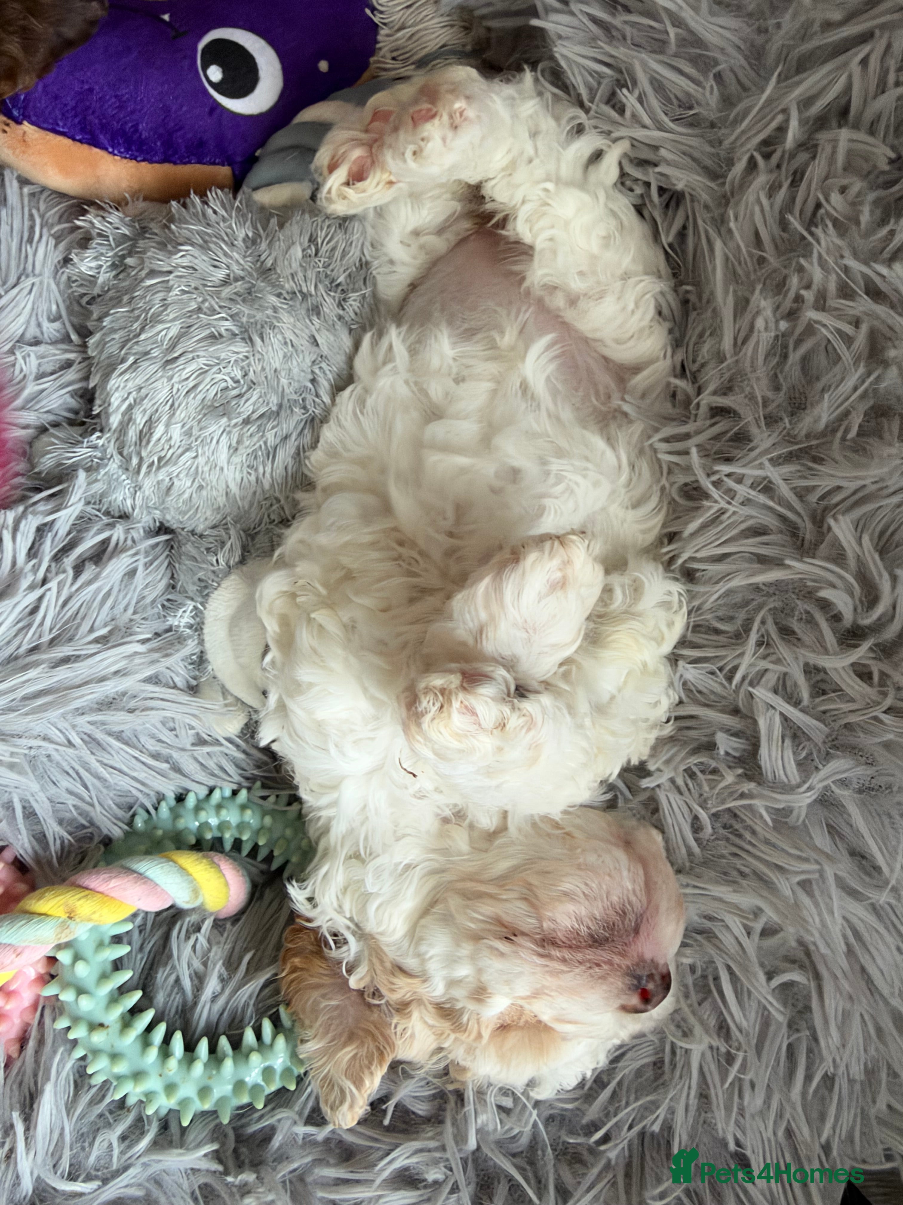 Cavapoo dogs Stunning cavapoo puppies  - Advert 2