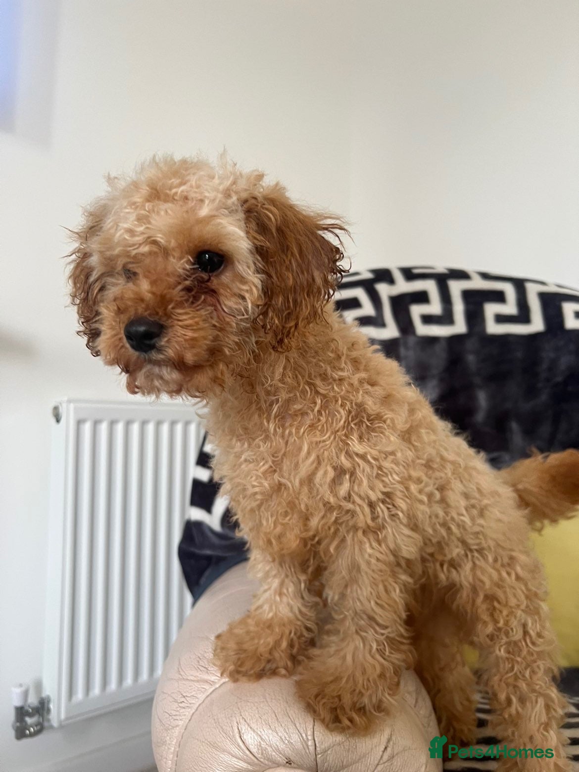 Mixed Breed dogs Stunning 🤩boy toy poodle for sale  - Advert 12