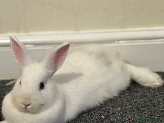 English Lop rabbits Male and female lop/lionhead for sale - Advert 1