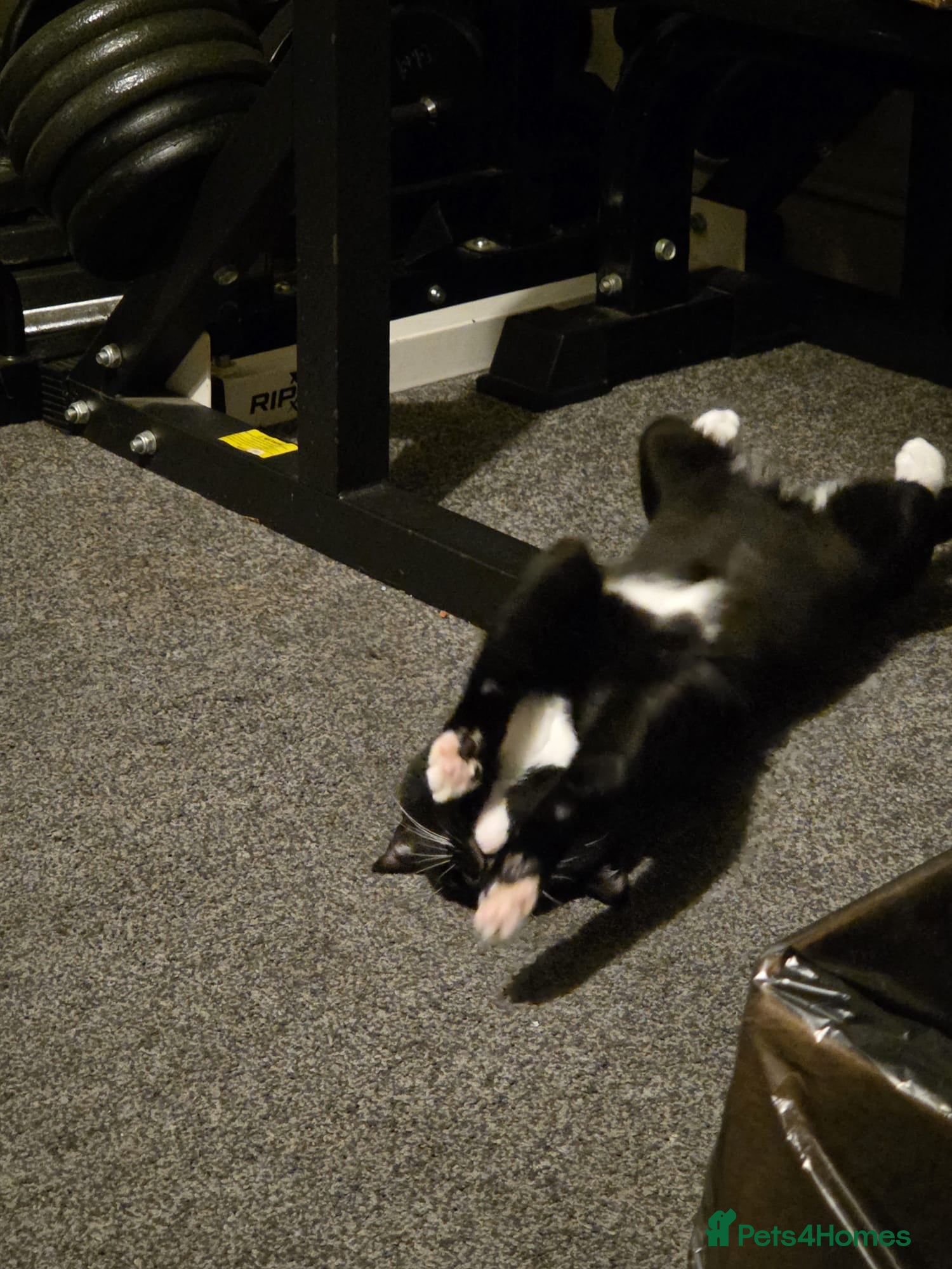 Mixed Breed cats 1 year old male Tuxedo cat - Advert 12