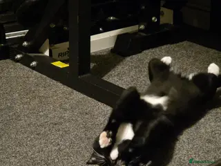 Mixed Breed cats 1 year old male Tuxedo cat - Advert 12