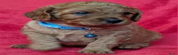 Cavapoo dogs for sale: Adorable Cavapoo Puppies From Licensed Breeder - Advert 9