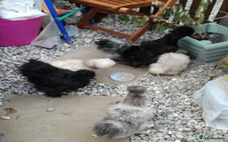 Chickens poultry for sale: JOB LOT COOP, 3 SILKIE HENS+ALL ACCESSORIES  in Colwyn Bay - Image 8