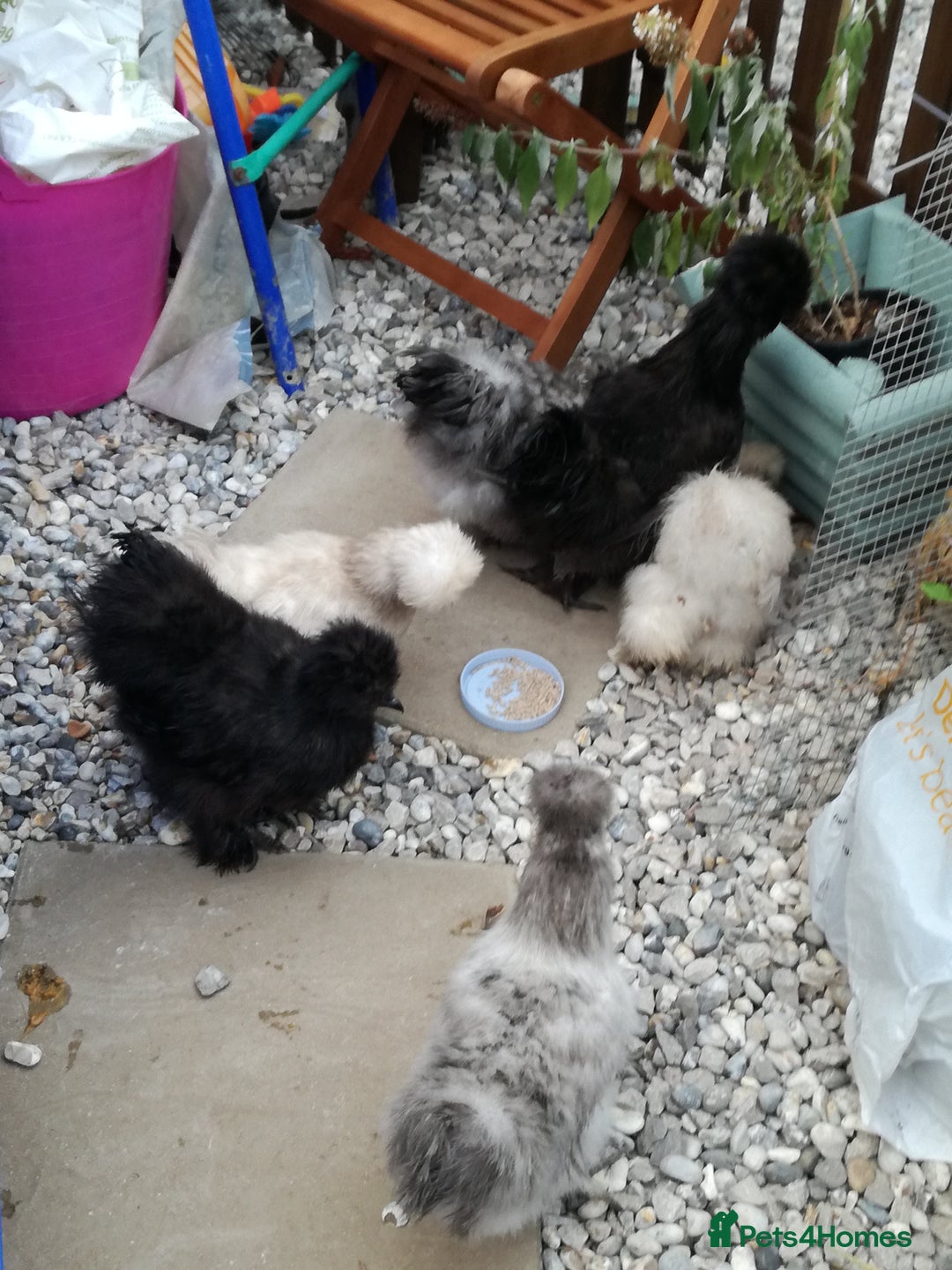 Chickens poultry for sale: JOB LOT COOP, 3 SILKIE HENS+ALL ACCESSORIES  in Colwyn Bay - Image 8