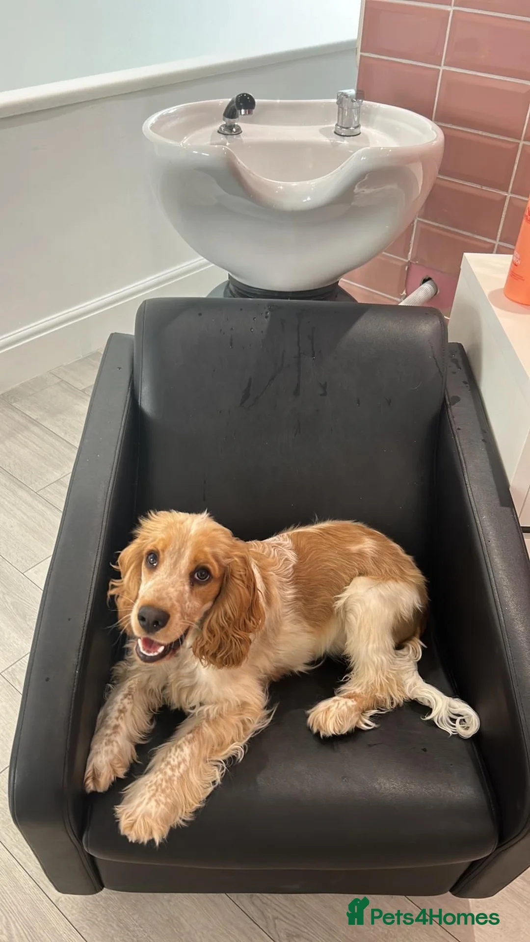 Cocker Spaniel dogs for sale: Showtype Cocker spaniel pups KC registered  - Advert 32