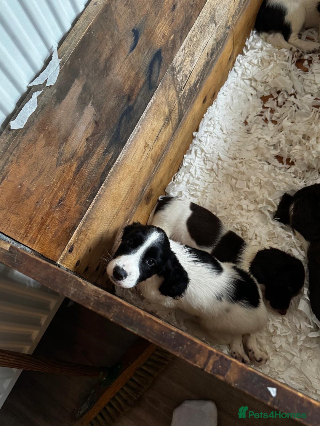 English Springer Spaniel dogs for sale: English Springer Spaniel dogs - Image 12