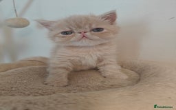 Exotic cats for sale: Exotic Shorthair Kittens - Image 6
