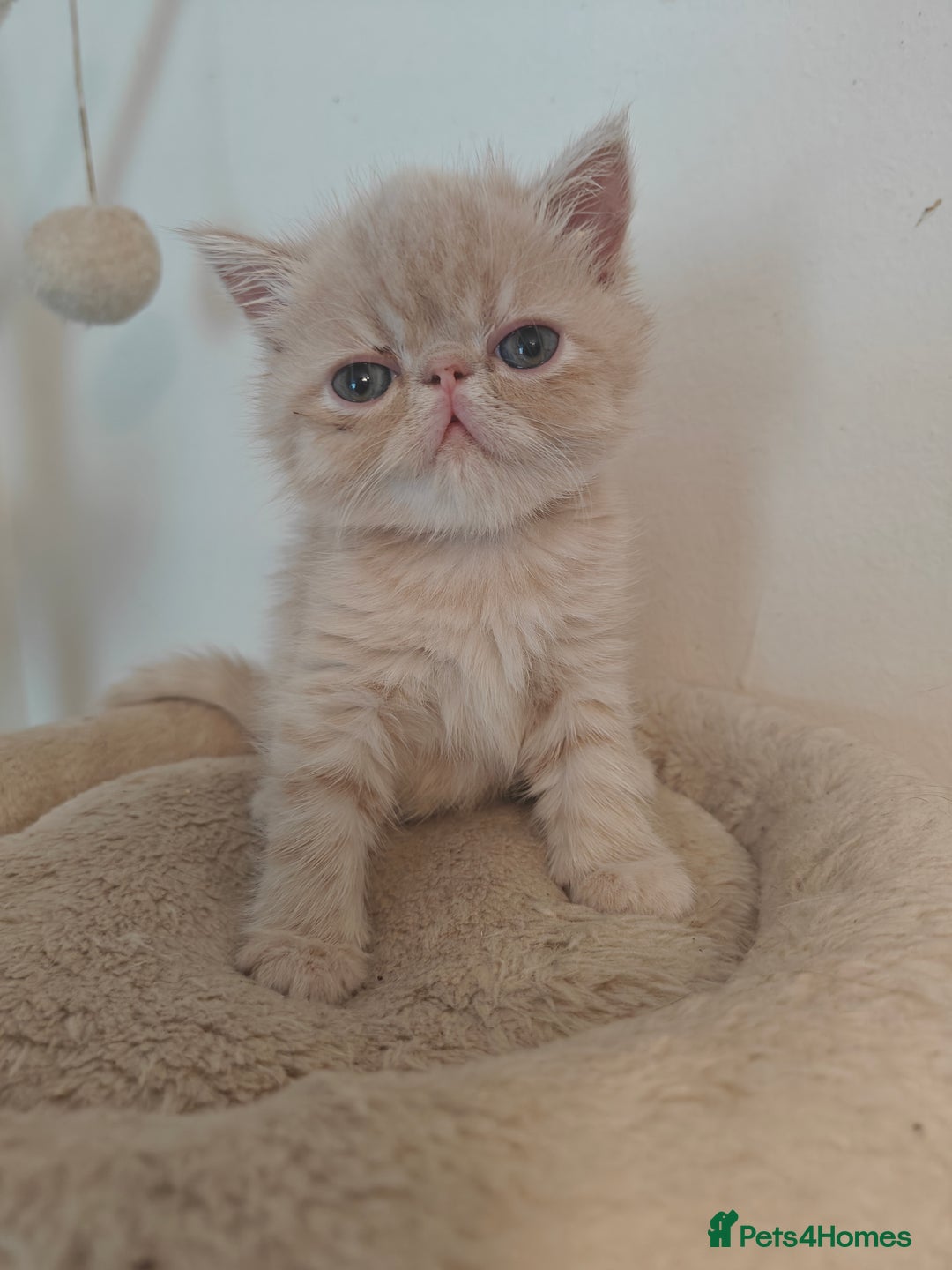 Exotic cats for sale: Exotic Shorthair Kittens - Image 6