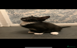 Mixed Breed cats for sale: 5 beautiful kittens ready for their forever home  - Image 19