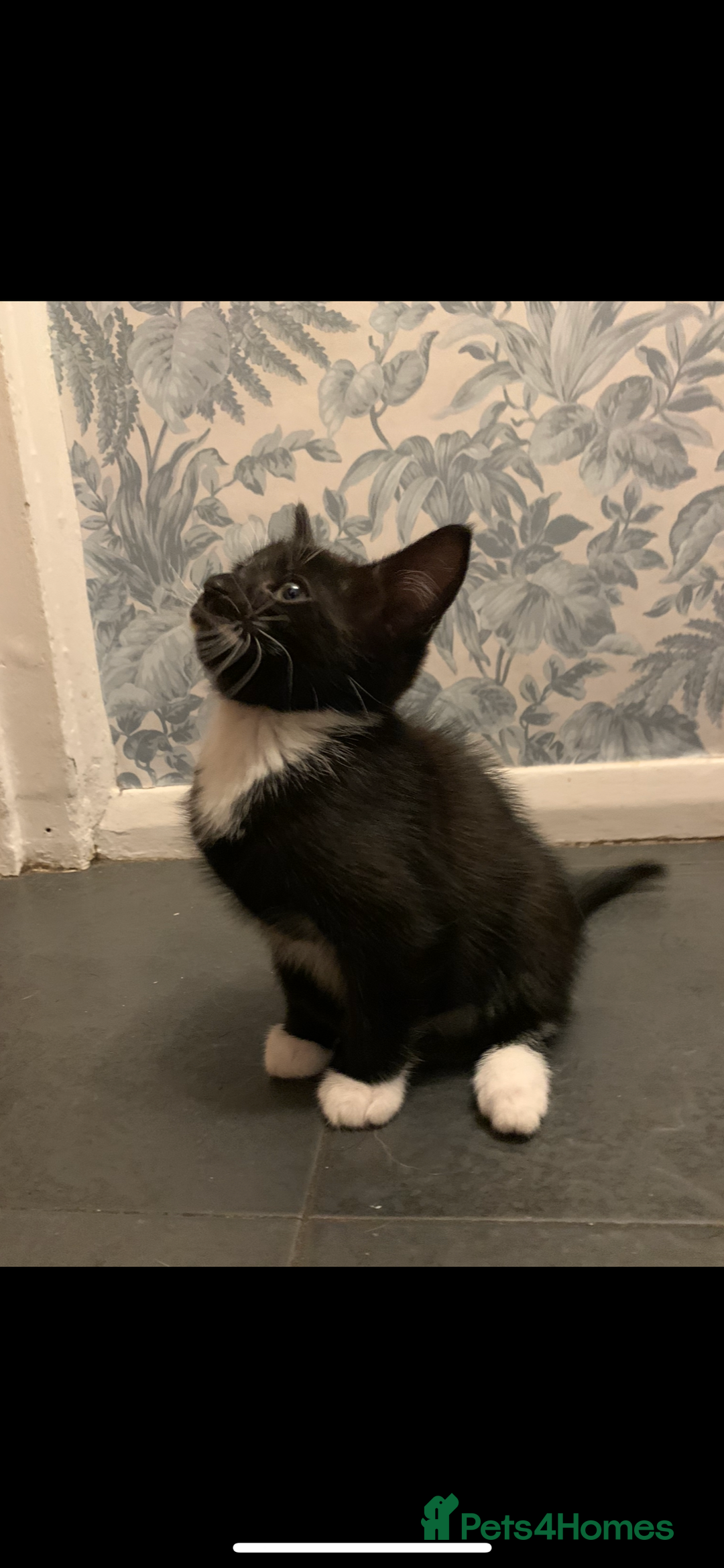 Mixed Breed cats for sale: 5 beautiful kittens ready for their forever home  - Image 19