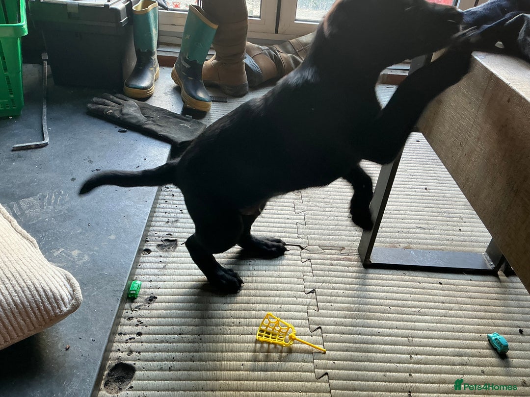 Labrador Retriever dogs for sale: Male Black Labrador Puppy - Advert 3