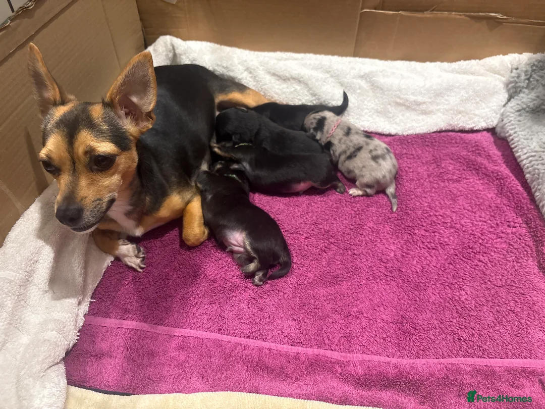 Mixed Breed dogs for sale: Five beautiful puppies-pomchi/jackchi in Banstead - Advert 2