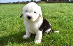 Old English Sheepdog dogs for sale: Stunning Old English Sheepdog Puppies KC Reg - Image 27