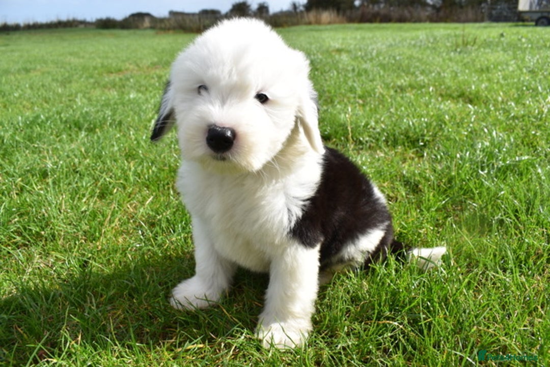 Old English Sheepdog dogs for sale: Stunning Old English Sheepdog Puppies KC Reg - Image 27