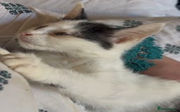 Mixed Breed cats for sale: Cute kittens for sale with goodie bag - Image 7
