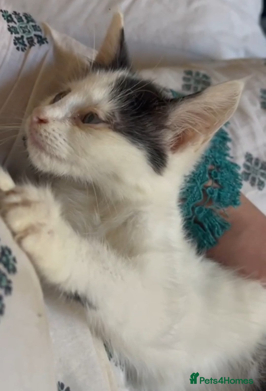 Mixed Breed cats for sale: Cute kittens for sale with goodie bag - Image 7