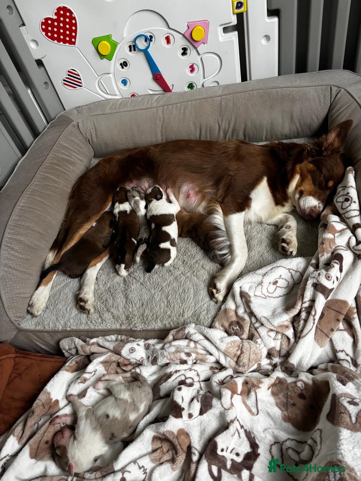 Border Collie dogs Stuuning border collie puppies for sale  - Advert 2