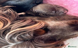 Cocker Spaniel dogs for sale: Stunning litter of show cocker spaniels  - Image 26