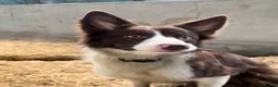 Border Collie dogs for sale: Quality Red & White Border Collie Puppies - Advert 2