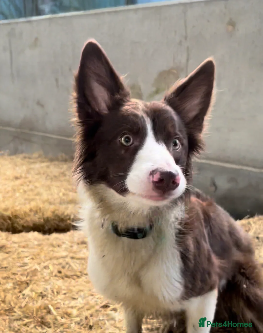 Border Collie dogs for sale: Quality Red & White Border Collie Puppies - Advert 2