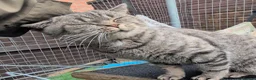 British Shorthair cats for sale: Active blood group B Male - Advert 3