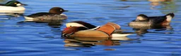 Ducks poultry for sale: Ornamental wildfowl for sale, 2026 bred - Advert 1