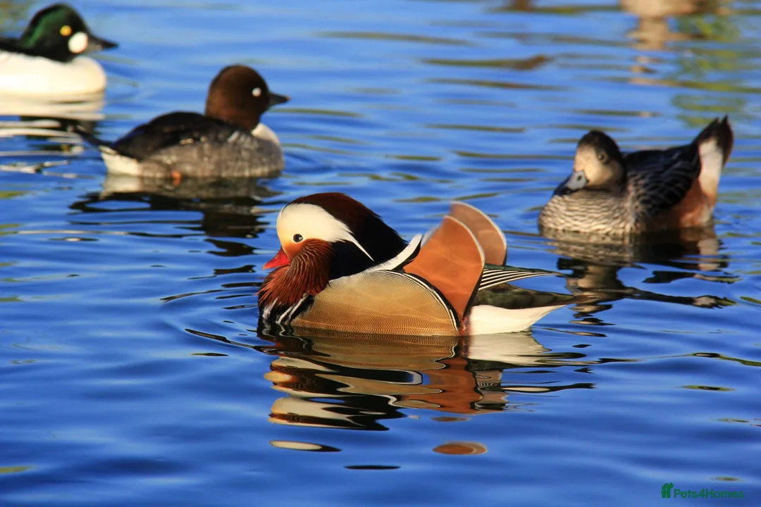 Ducks poultry for sale: Ornamental wildfowl for sale, 2026 bred - Advert 1