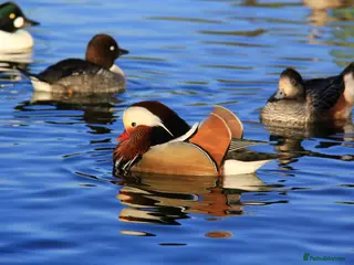 Ducks poultry Ornamental wildfowl for sale, 2026 bred - Advert 1
