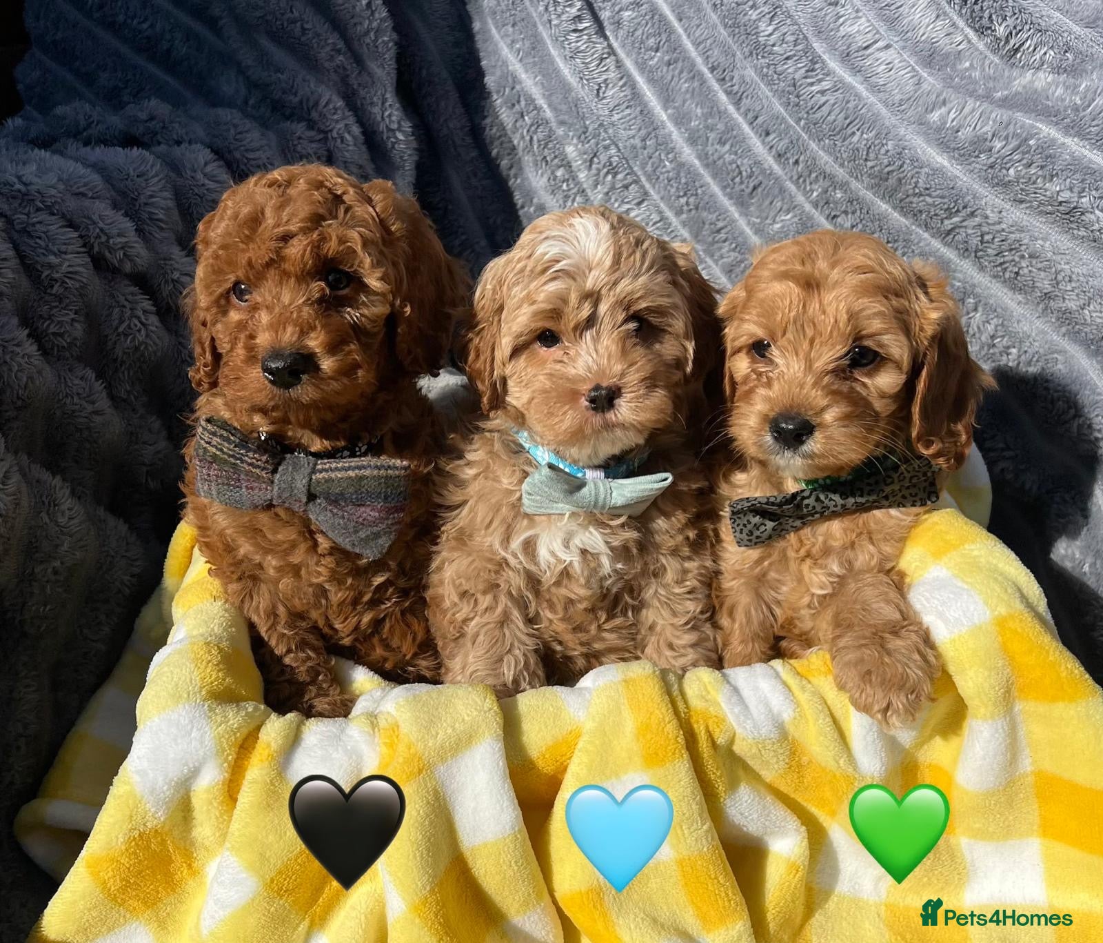 Cavapoo dogs F2 Cavapoo Puppies❤️Ready for Homes on Monday❤️ - Advert 13