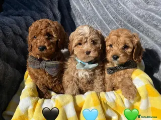Cavapoo dogs F2 Cavapoo Puppies❤️Ready for Homes on Monday❤️ - Advert 1