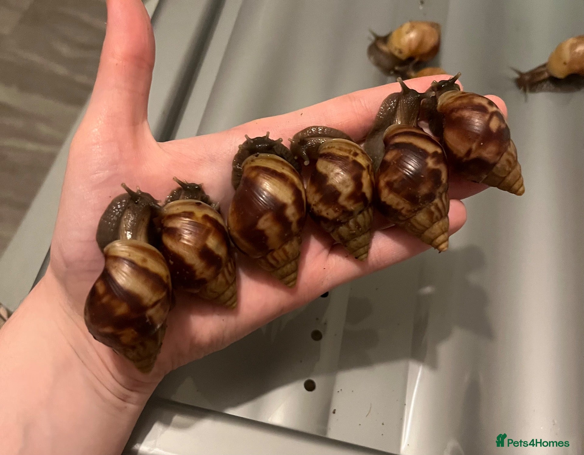 Snails invertebrates Captive bred wild type Lissachatina fulica - Advert 1