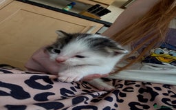 British Shorthair cats for sale: 11 SHORTHAIRED AND LONGHAIRED KITTENS - Image 37