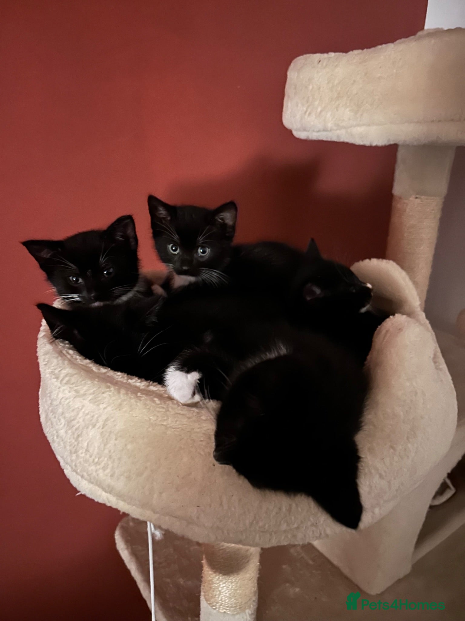 Mixed Breed cats Mixed Breed Tuxedo kittens  - Advert 1