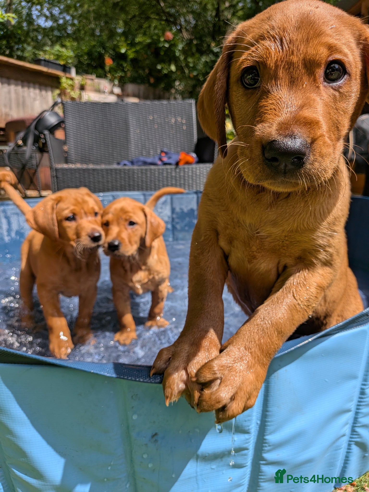 Labrador Retriever dogs Two gorgeous KC Fox Red Labrador boys left - Advert 1