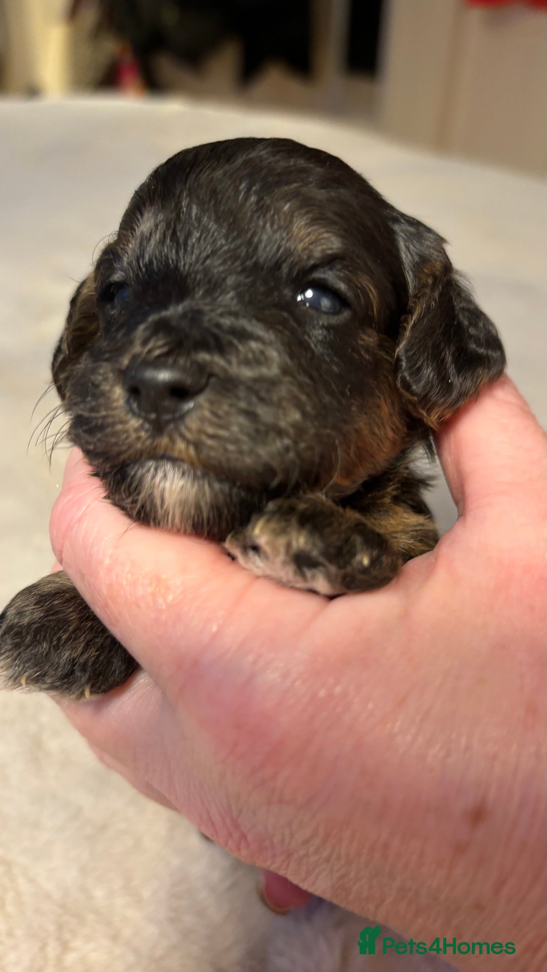 Cockapoo dogs for sale: Cockapoo Puppies  - Image 3