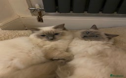 Ragdoll cats for sale: Half Ragdoll kittens  - Image 7