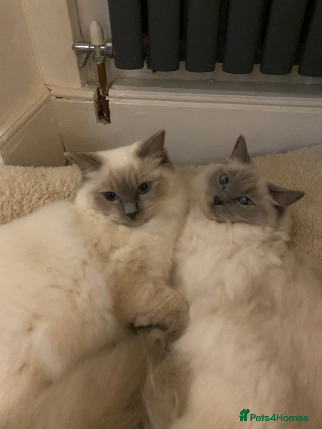 Ragdoll cats for sale: Half Ragdoll kittens  - Image 7