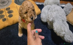 Cockapoo dogs for sale: Adorable cockapoo  - Image 11