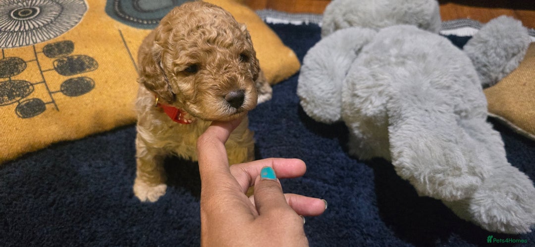 Cockapoo dogs for sale: Adorable cockapoo  - Image 11