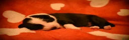 Border Collie dogs for sale: Beautiful health tested border collies - Advert 15