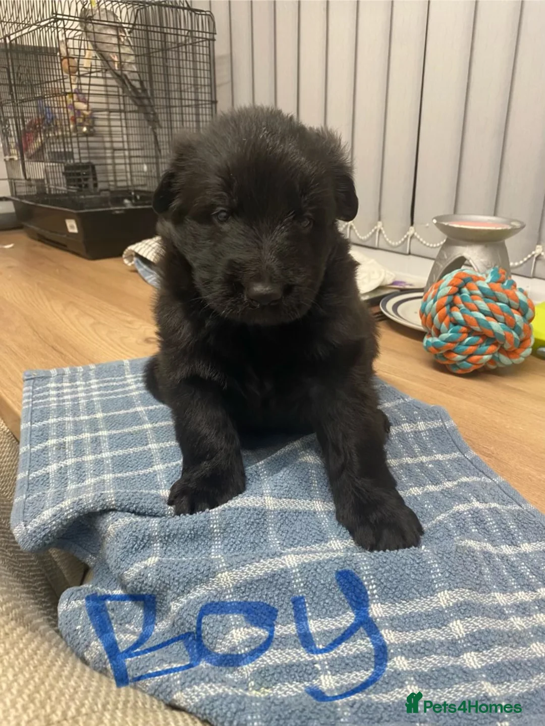 German Shepherd dogs for sale: German shepherd pups - Advert 2