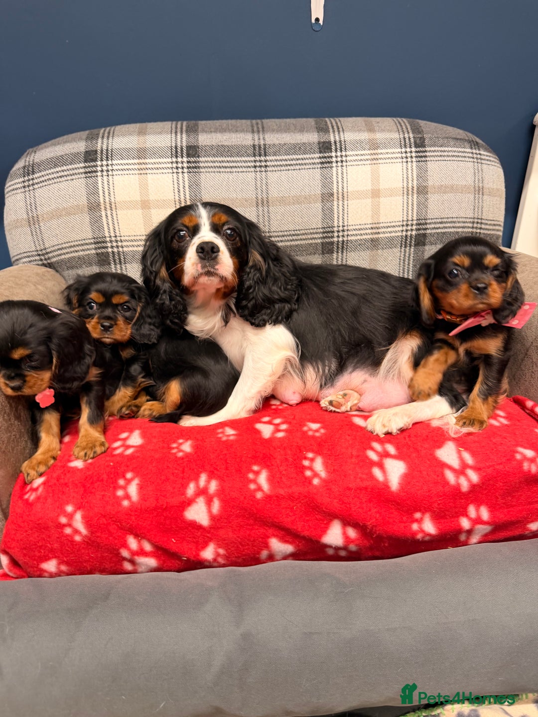 Cavalier King Charles Spaniel dogs for sale: 🐶 Beautiful Cavalier King Charles  Puppies 🐶 - Advert 9