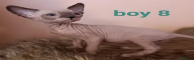 Sphynx 8