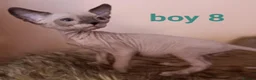 Sphynx cats for sale: Beautiful Sphynx kittens for sale in Leeds - Advert 24