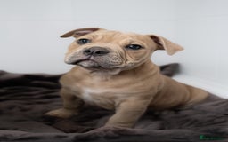 Olde English Bulldogge dogs for sale: Last boy available Olde english bulldog  - Image 1