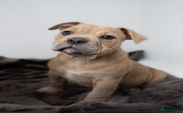 Olde English Bulldogge dogs - Advert 4