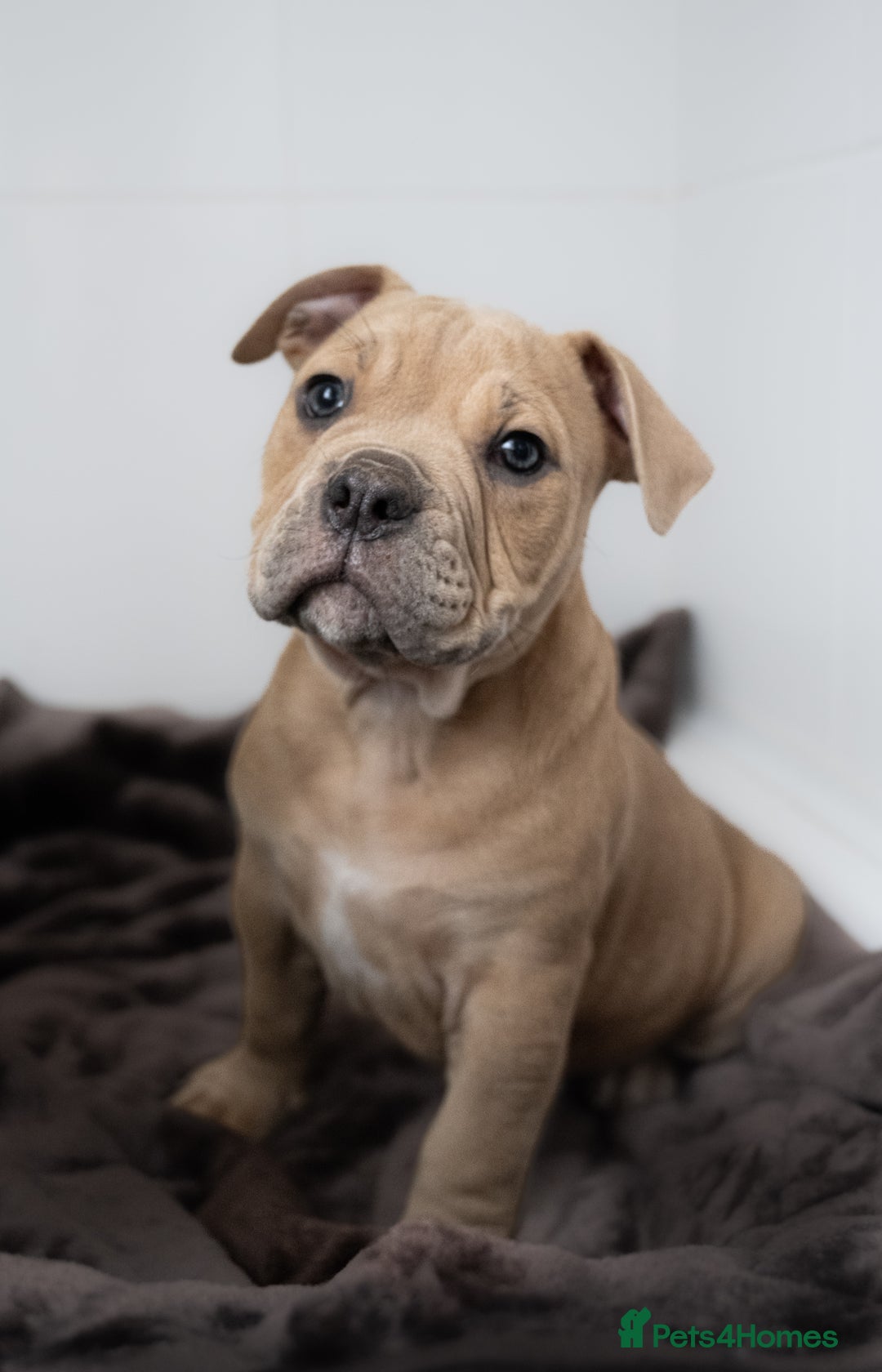 Olde English Bulldogge dogs for sale: Last boy available Olde english bulldog  - Image 1